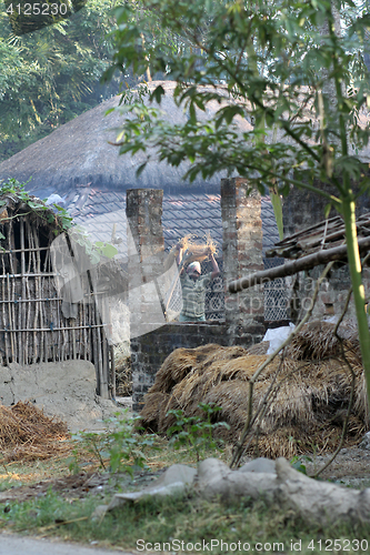 Image of Rice is threshed/winnowed in Baidyapur, West Bengal, India