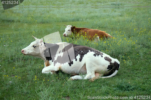 Image of Cattle-breeding (Holstein breed) 2. Cows on pasture