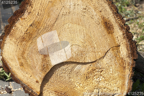 Image of old tree trunk