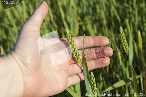 Image of Field with cereal