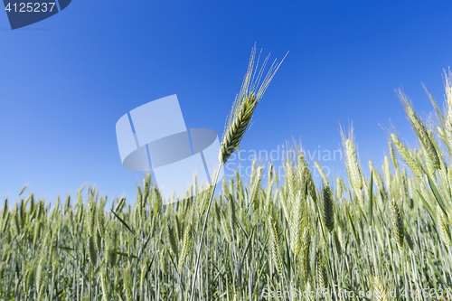 Image of Field with cereal