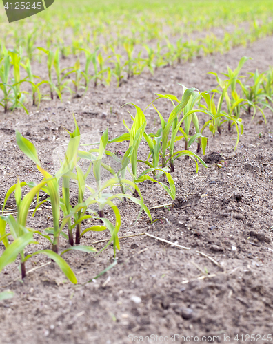 Image of Field of green corn