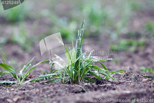 Image of young grass plants, close-up