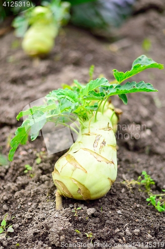 Image of Kohlrabi, or German Turnip, on ground