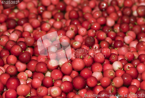 Image of Heap of cowberry