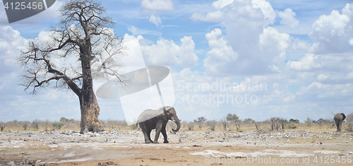 Image of elephants in Africa