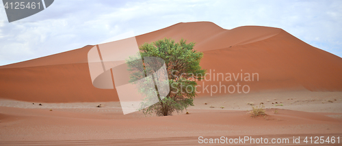 Image of Namib landscape