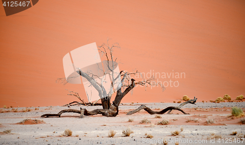 Image of desert landscape