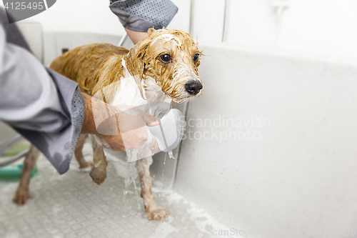 Image of bathing a cute dog