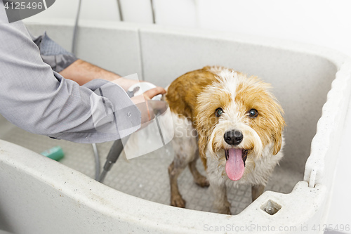 Image of bathing a cute dog