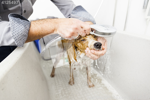 Image of bathing a cute dog