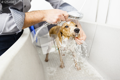 Image of bathing a cute dog