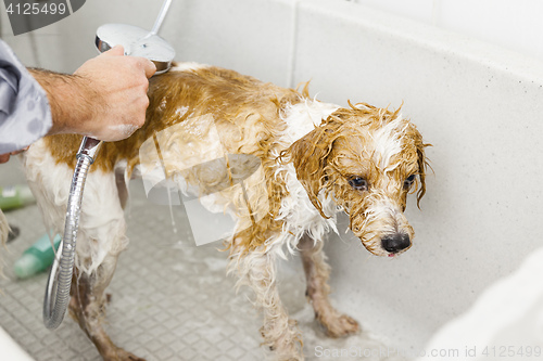 Image of bathing a cute dog