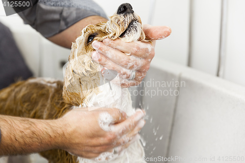 Image of bathing a cute dog