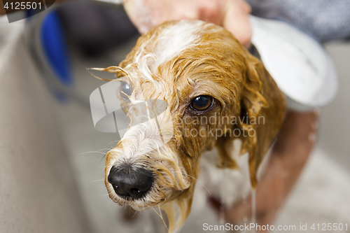 Image of bathing a cute dog