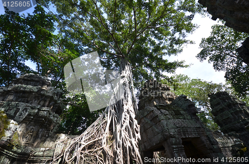 Image of Ta Prohm Temple, Angkor, Cambodia