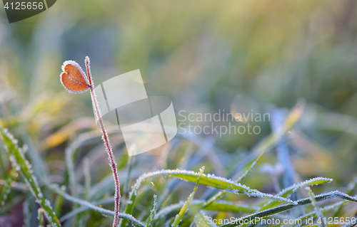Image of frozen grass and heart shape leaf