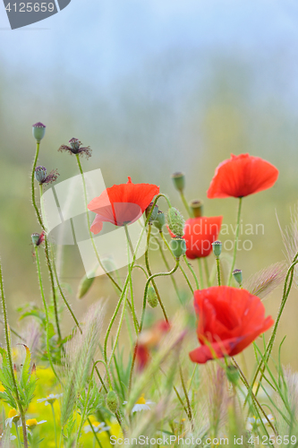 Image of Field of bright red  poppy flowers 