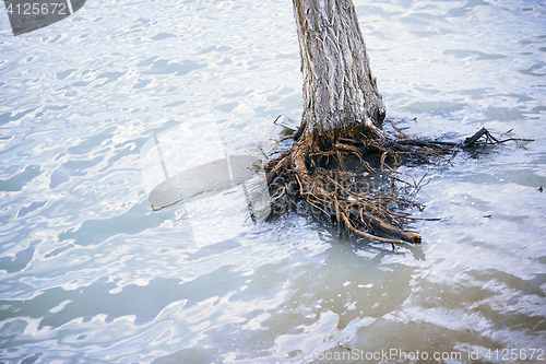 Image of Dead tree in water during flood