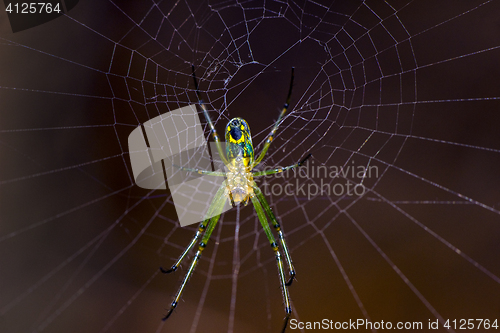 Image of Spider