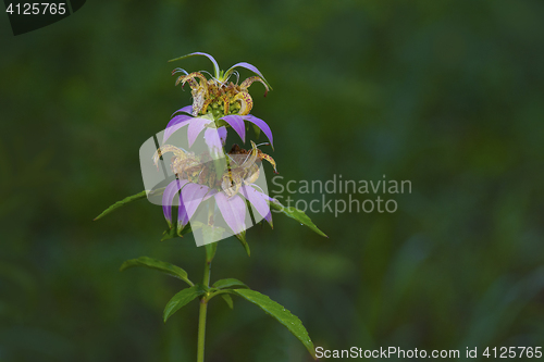 Image of Spotted Bee-balm (Monarda punctata)