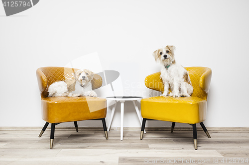 Image of two little dogs sitting on armchairs