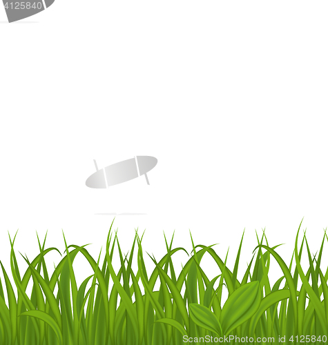 Image of Fresh green grass isolated on white background, space for your t