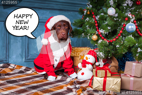 Image of The black labrador retriever sitting with gifts on Christmas decorations background
