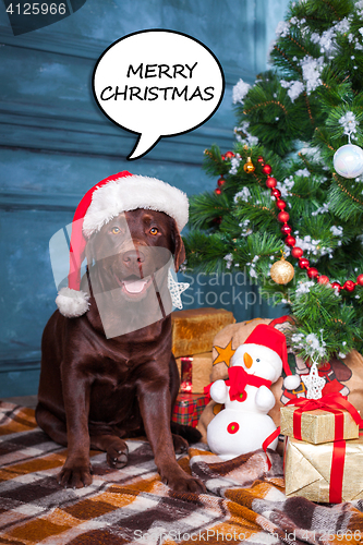 Image of The black labrador retriever sitting with gifts on Christmas decorations background