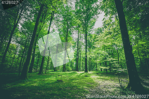 Image of Green trees in a forest at springtime