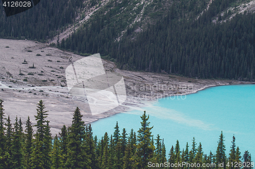 Image of Pine trees by a blue lake