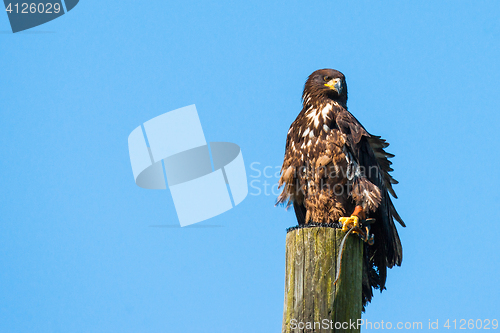 Image of Haliaeetus albicilla eagle on the top of a wooden post