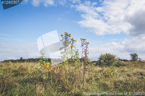 Image of Yellow wildflowers on a prairie