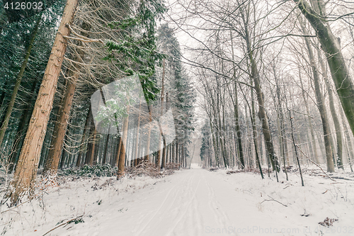 Image of Snow in a forest in Denmark