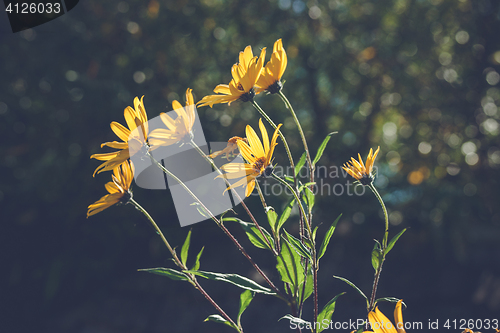 Image of Yellow marguerites in the wind