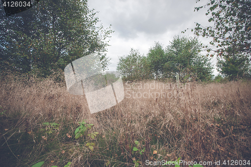 Image of Tall grass in the fall on a meadow