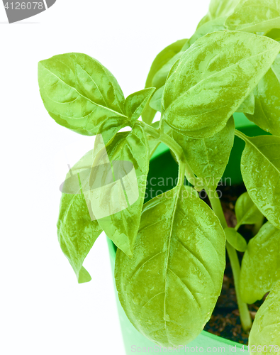 Image of Fresh Green Basil