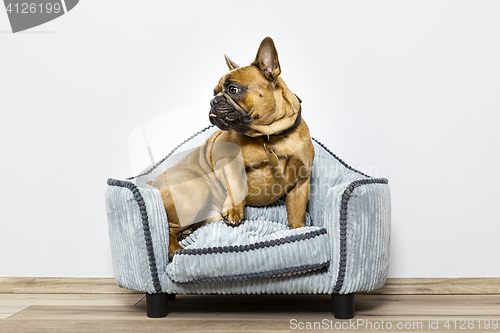 Image of bulldog on a small sofa