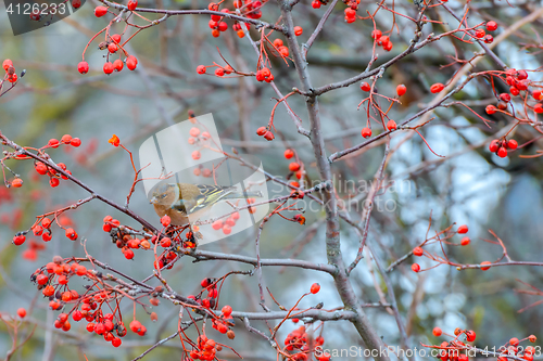 Image of Chaffinch eats the berries
