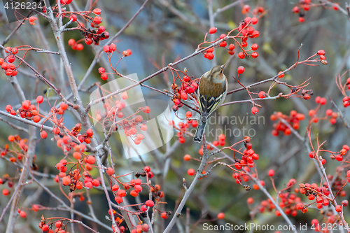 Image of Chaffinch sitting on branches