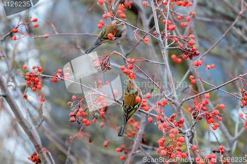 Image of Chaffinches eats the berries