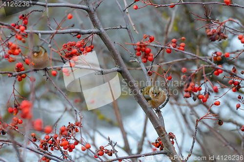 Image of Chaffinches 