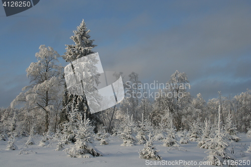 Image of Snowy forest in winter