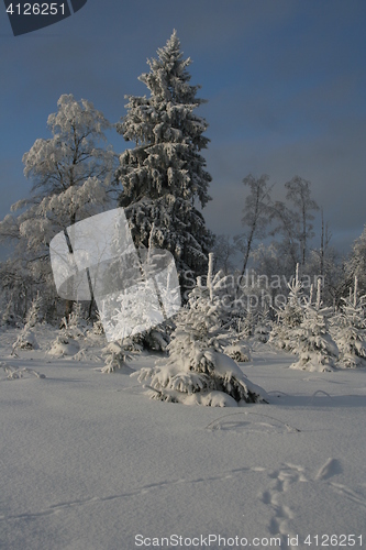 Image of Snowy forest in winter