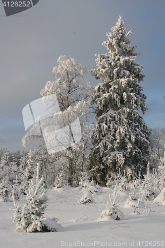 Image of Snowy forest in winter