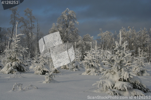 Image of Snowy forest in winter