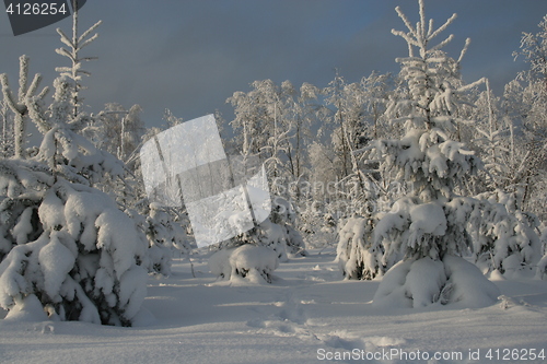 Image of Snowy forest in winter
