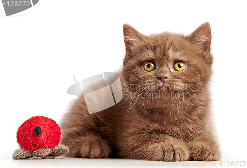 Image of brown british short hair kitten