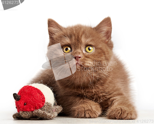 Image of brown british short hair kitten