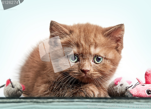 Image of brown british short hair kitten